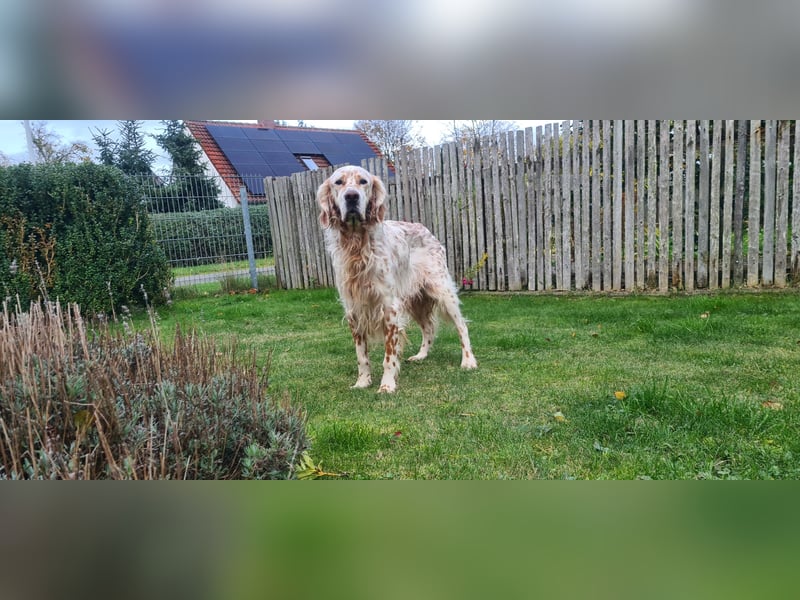 Chaplin ein bezaubernder Chameur