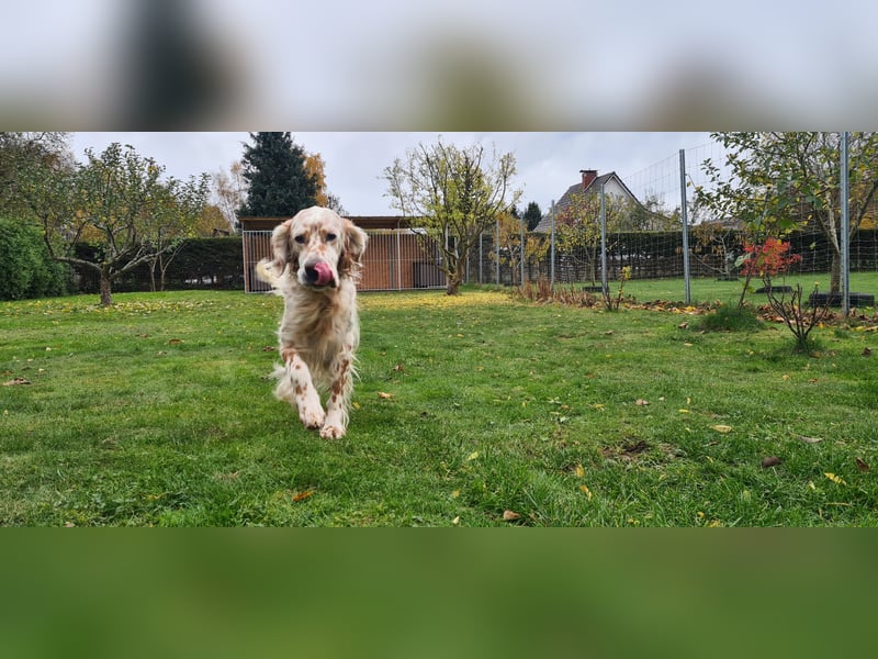 Chaplin ein bezaubernder Chameur