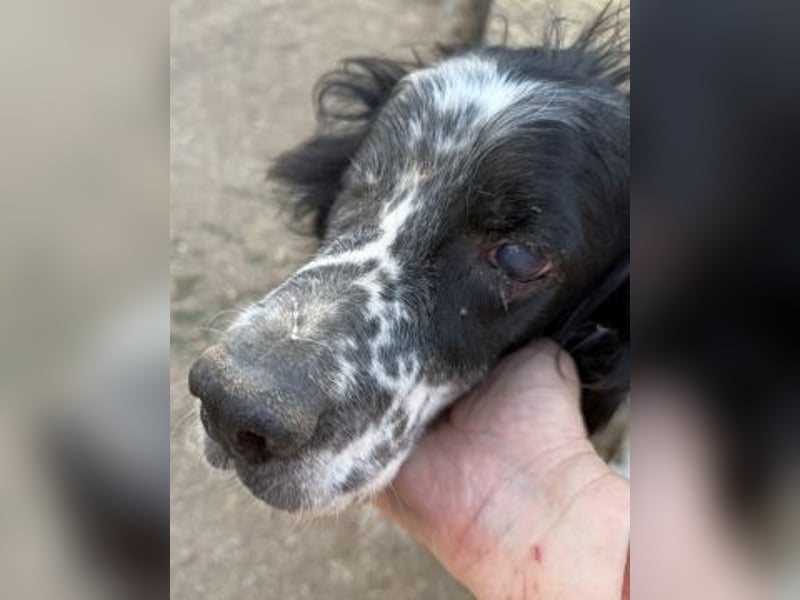 *Handicap* - Fiero feiner älterer  Setter sucht warmes Körbchen