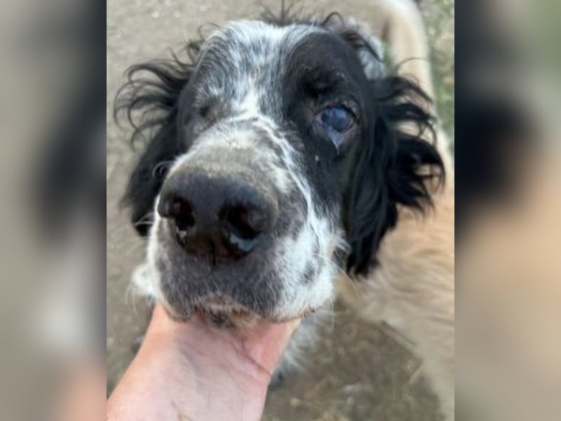 *Handicap* - Fiero feiner älterer  Setter sucht warmes Körbchen