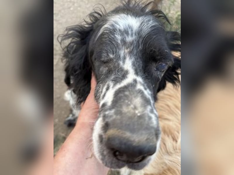 *Handicap* - Fiero feiner älterer  Setter sucht warmes Körbchen