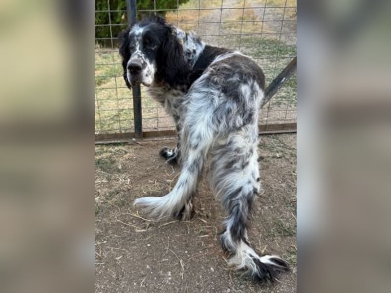 *Handicap* - Fiero feiner älterer  Setter sucht warmes Körbchen