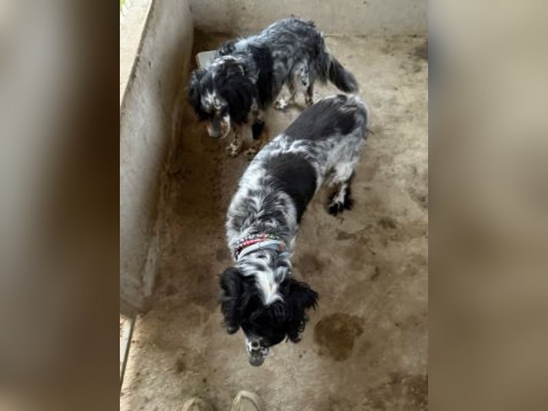 *Handicap* - Fiero feiner älterer  Setter sucht warmes Körbchen