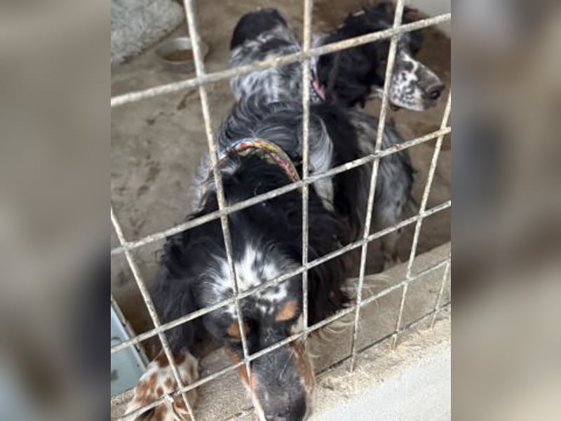 *Handicap* - Fiero feiner älterer  Setter sucht warmes Körbchen