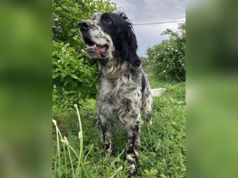 *Handicap* - Fiero feiner älterer  Setter sucht warmes Körbchen