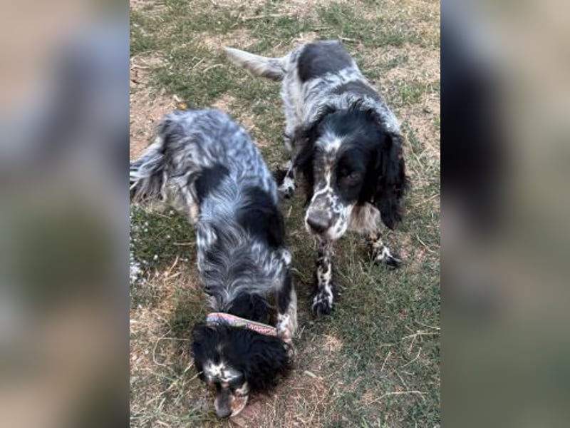 *Handicap* - Fiero feiner älterer  Setter sucht warmes Körbchen