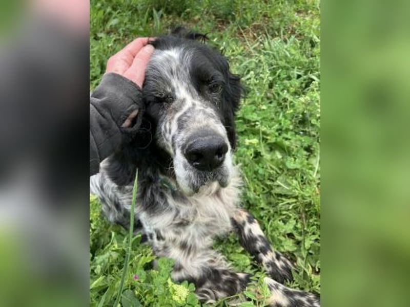 *Handicap* - Fiero feiner älterer  Setter sucht warmes Körbchen