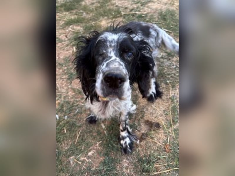 *Handicap* - Fiero feiner älterer  Setter sucht warmes Körbchen