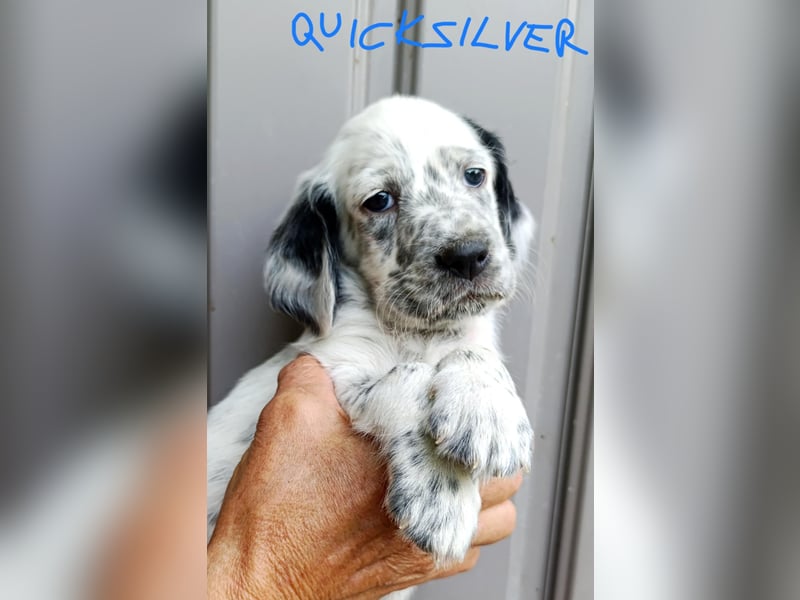 English setter Welpen