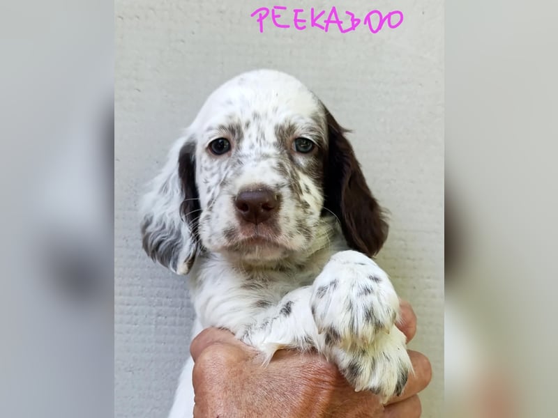 English setter Welpen