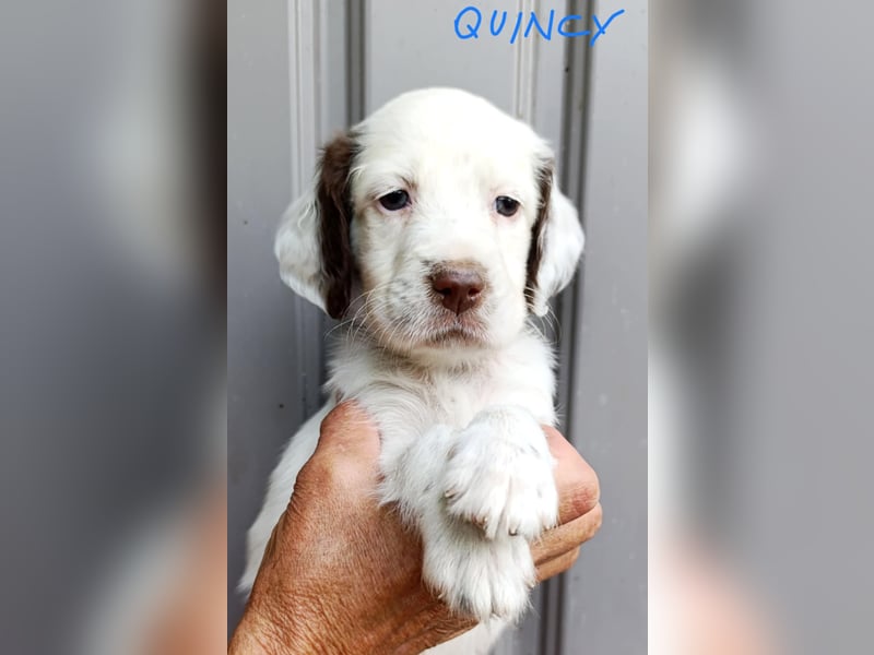 English setter Welpen