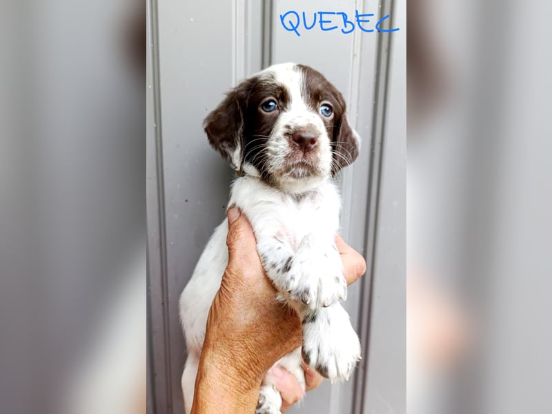English setter Welpen