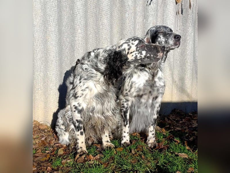 English setter Welpen