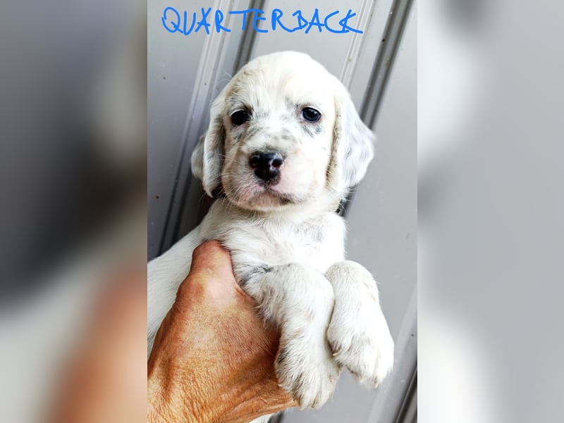 English setter Welpen