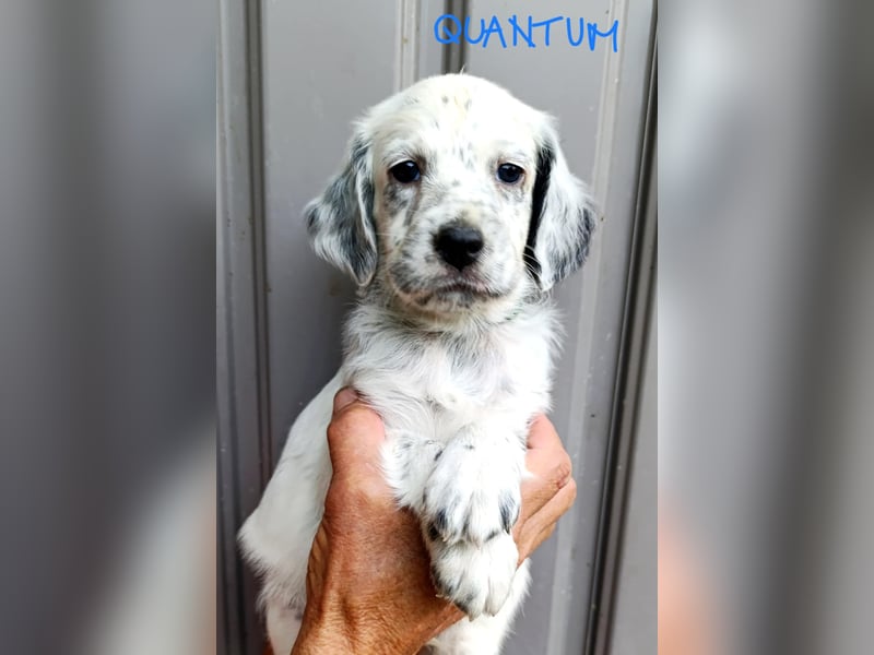 English setter Welpen