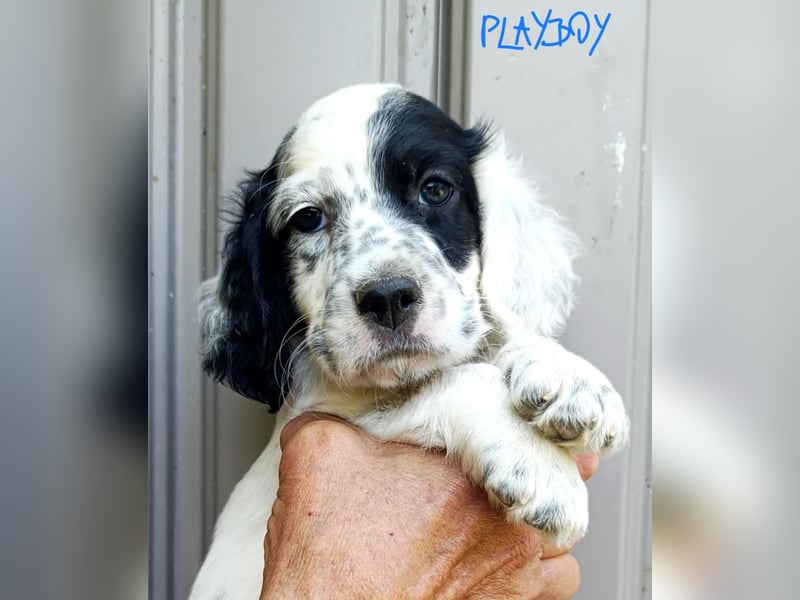 English setter Welpen
