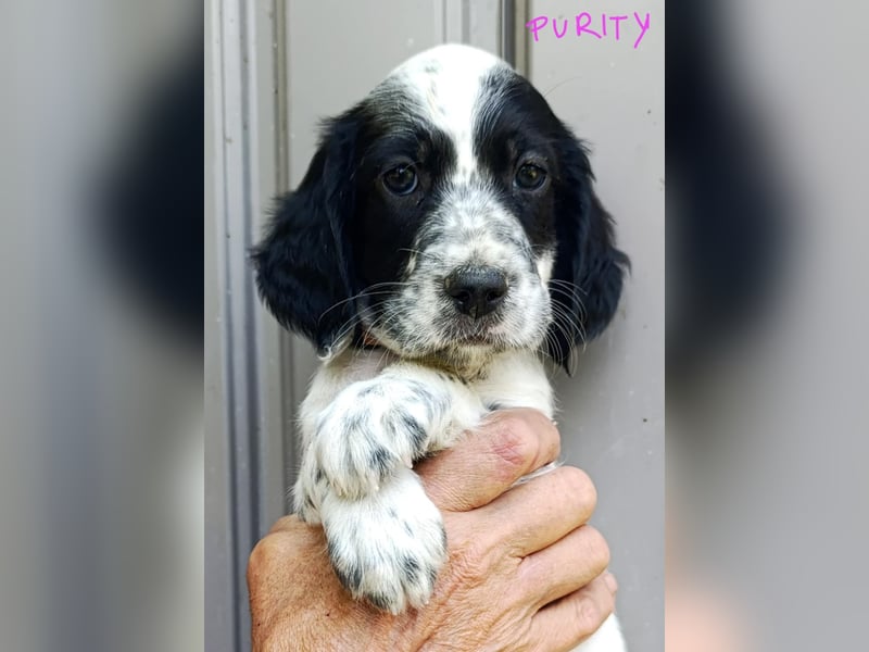 English setter Welpen
