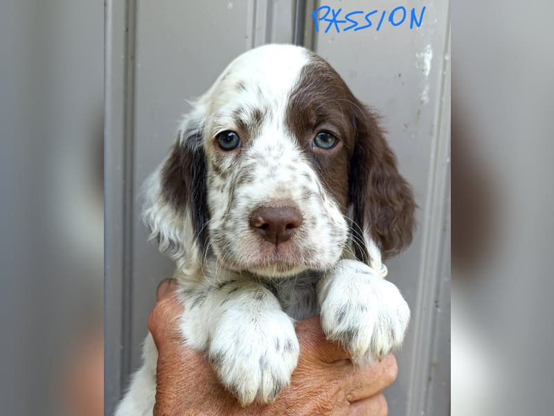 English setter Welpen