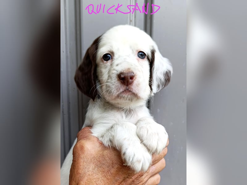 English setter Welpen
