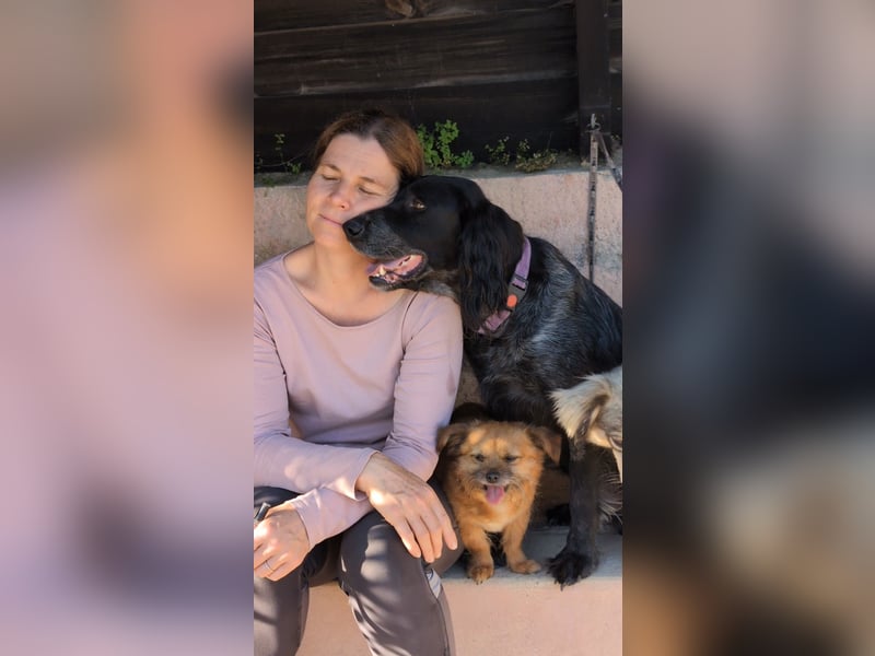 Jordan: Ein Gute-Laune-Hund sucht sein Für-immer-Zuhause