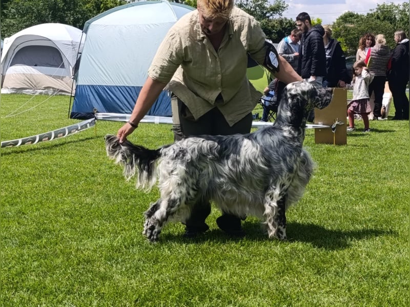 English setter Deckrüden