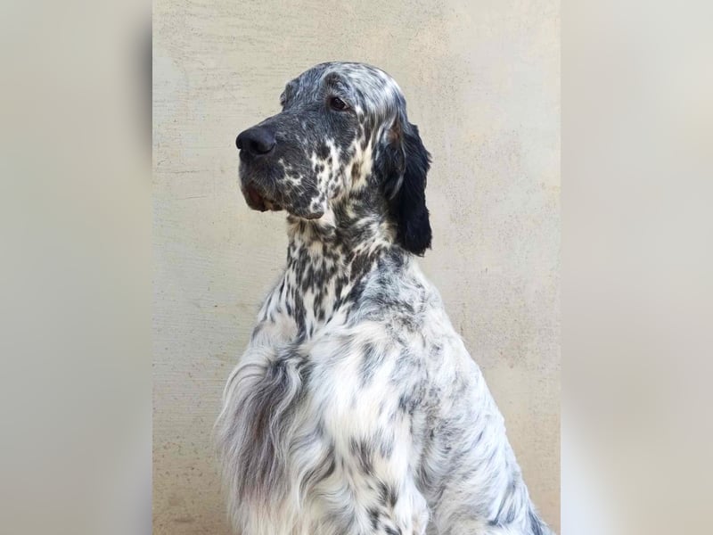 English setter Deckrüden