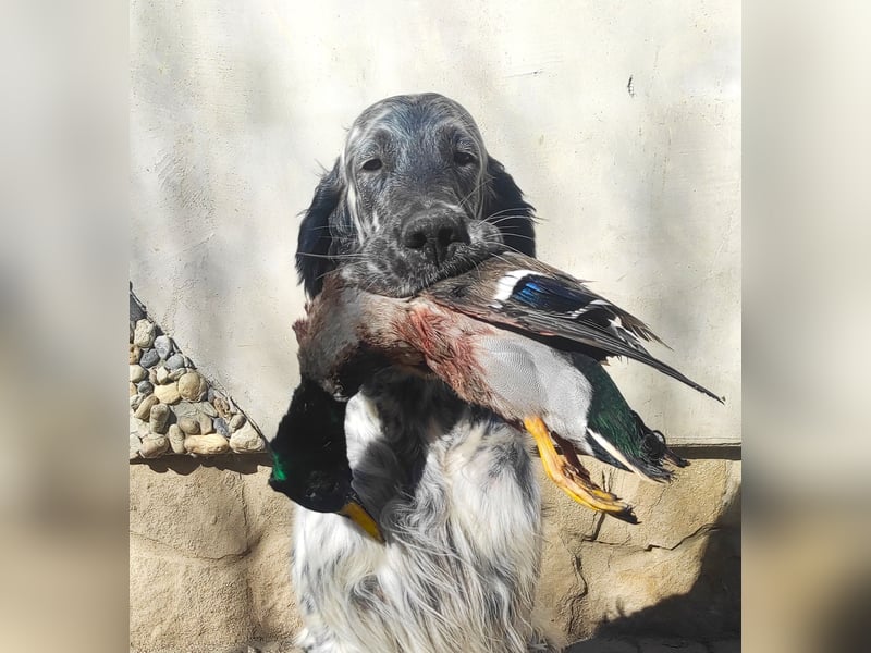 English setter Deckrüden