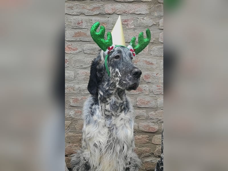 English setter Deckrüden