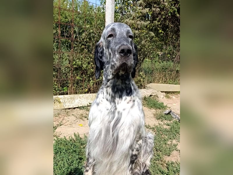 English setter Deckrüden