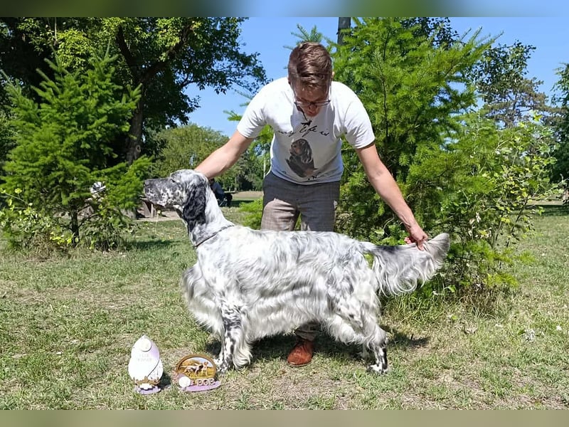 English setter Deckrüden