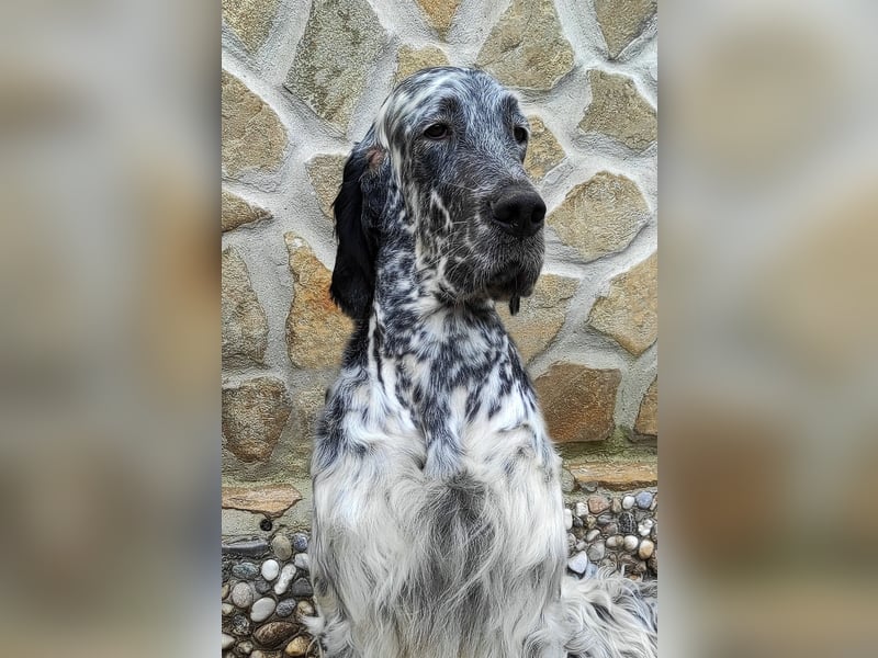 English setter Deckrüden