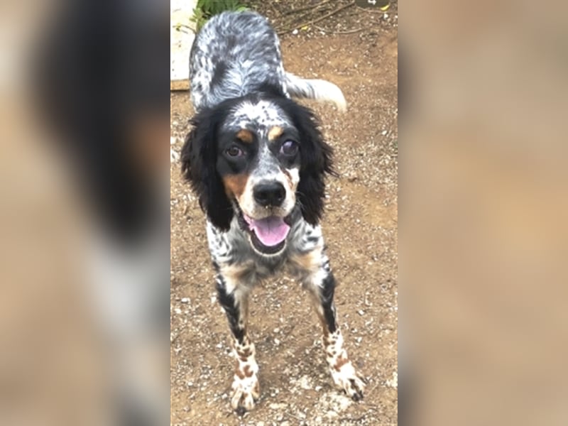 Lola - freundliche, menschenbezogene Setter-Mix-Hündin