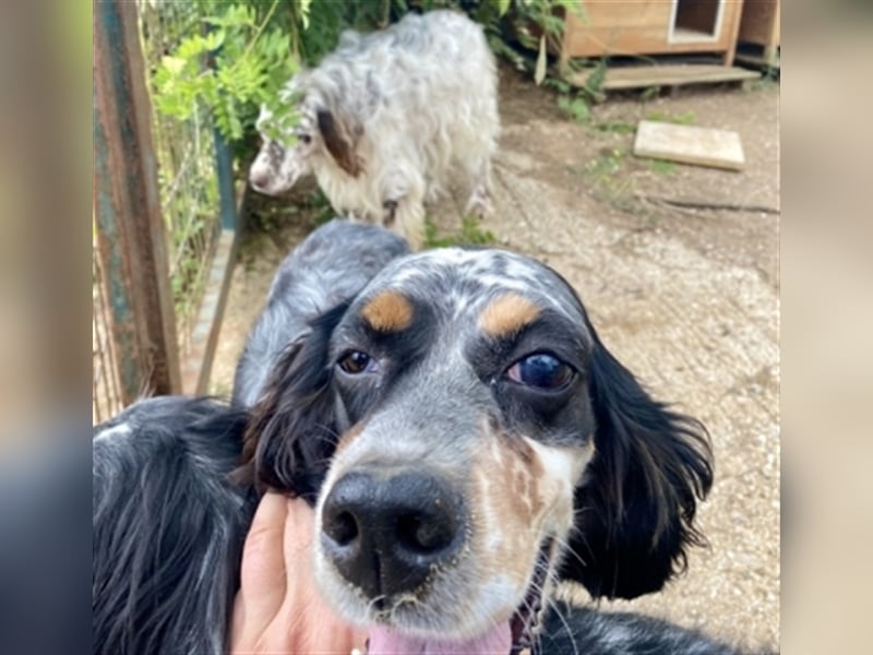 Lola - freundliche, menschenbezogene Setter-Mix-Hündin