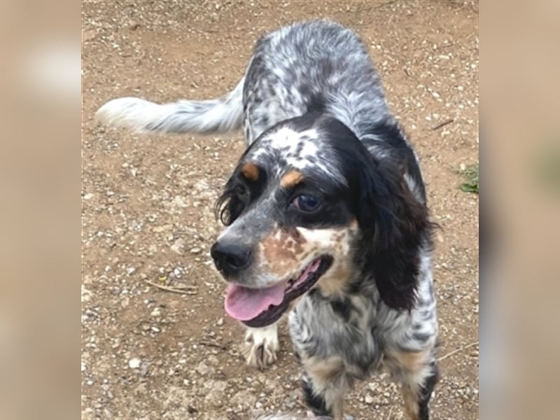 Lola - freundliche, menschenbezogene Setter-Mix-Hündin