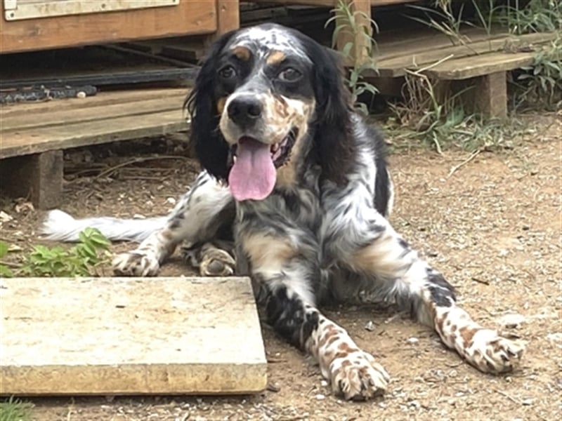 Lola - freundliche, menschenbezogene Setter-Mix-Hündin