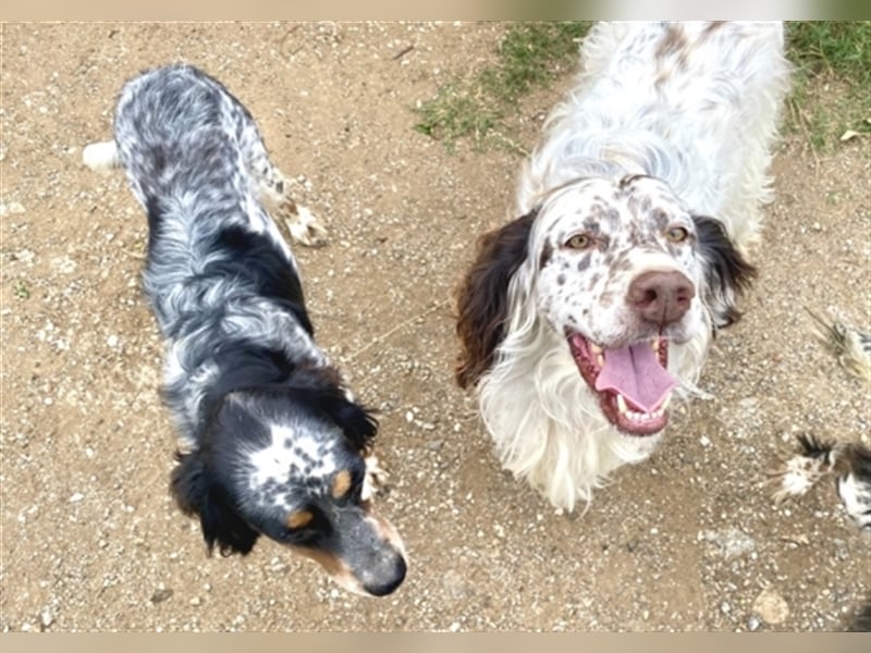 Lola - freundliche, menschenbezogene Setter-Mix-Hündin