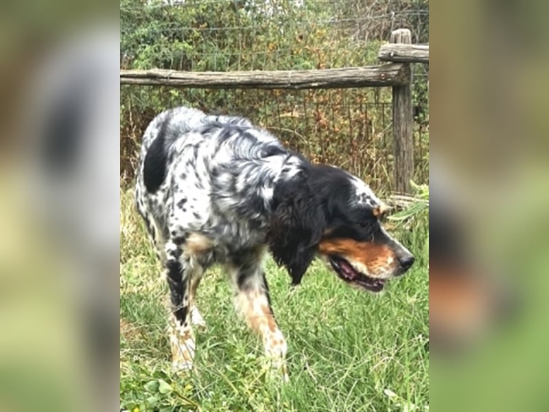 Lola - freundliche, menschenbezogene Setter-Mix-Hündin