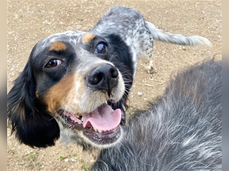 Lola - freundliche, menschenbezogene Setter-Mix-Hündin