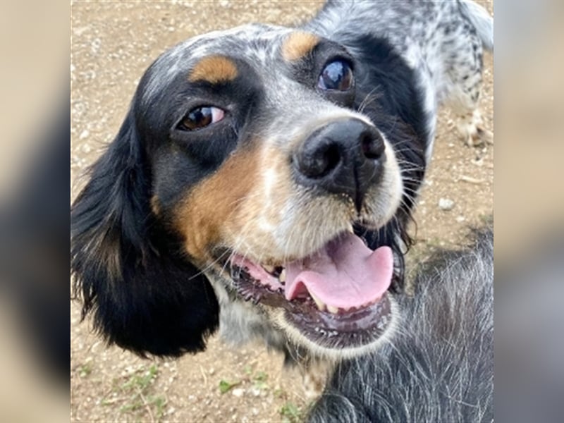 Lola - freundliche, menschenbezogene Setter-Mix-Hündin