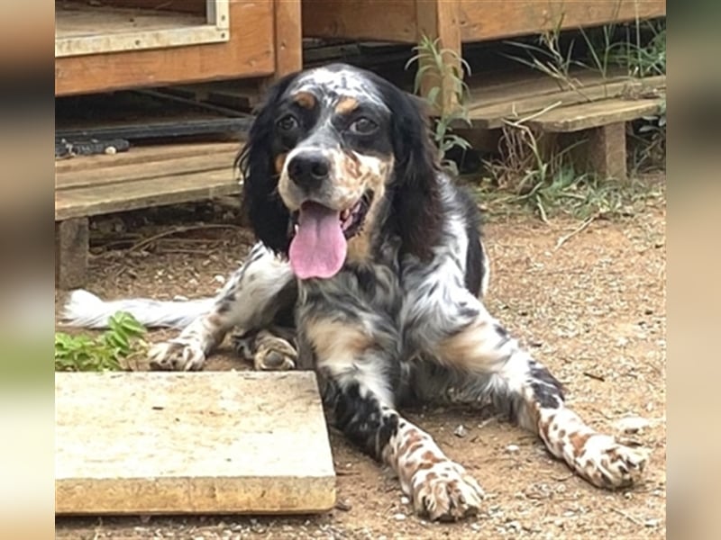 Lola - freundliche, menschenbezogene Setter-Mix-Hündin