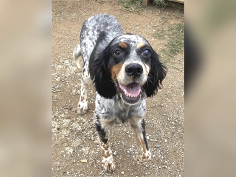 Lola - freundliche, menschenbezogene Setter-Mix-Hündin