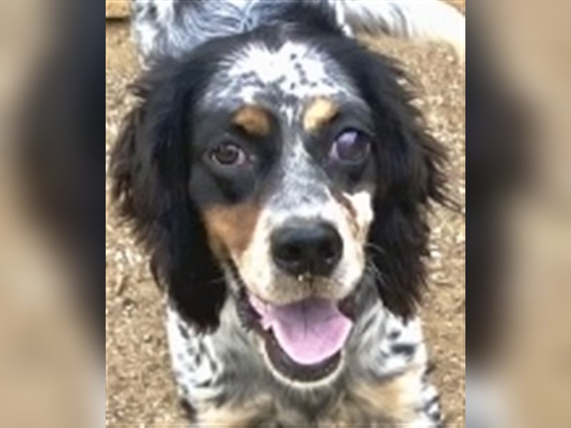 Lola - freundliche, menschenbezogene Setter-Mix-Hündin