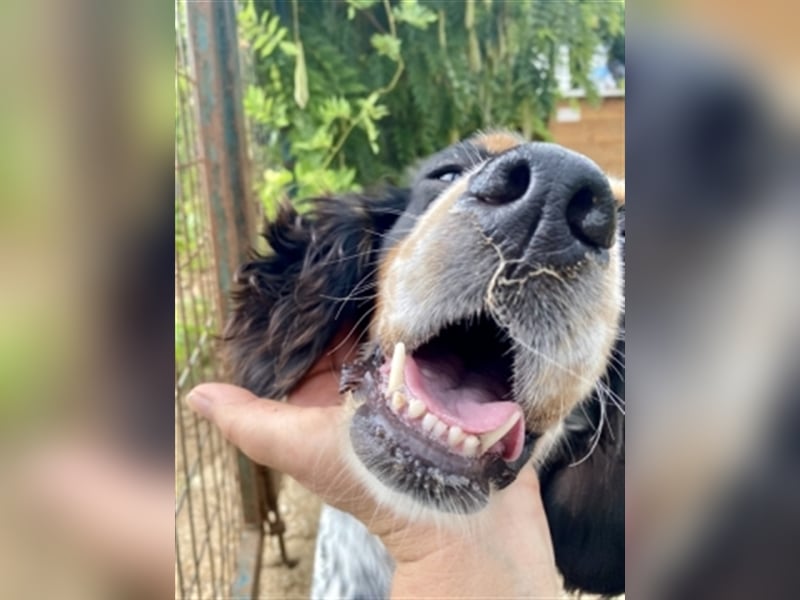 Lola - freundliche, menschenbezogene Setter-Mix-Hündin