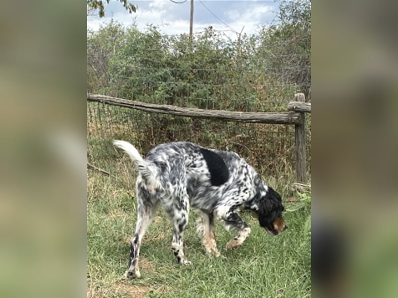 Lola - freundliche, menschenbezogene Setter-Mix-Hündin