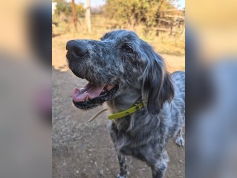 Nadine-liebe, verträgliche Setter-Mix-Hündin sucht Familie