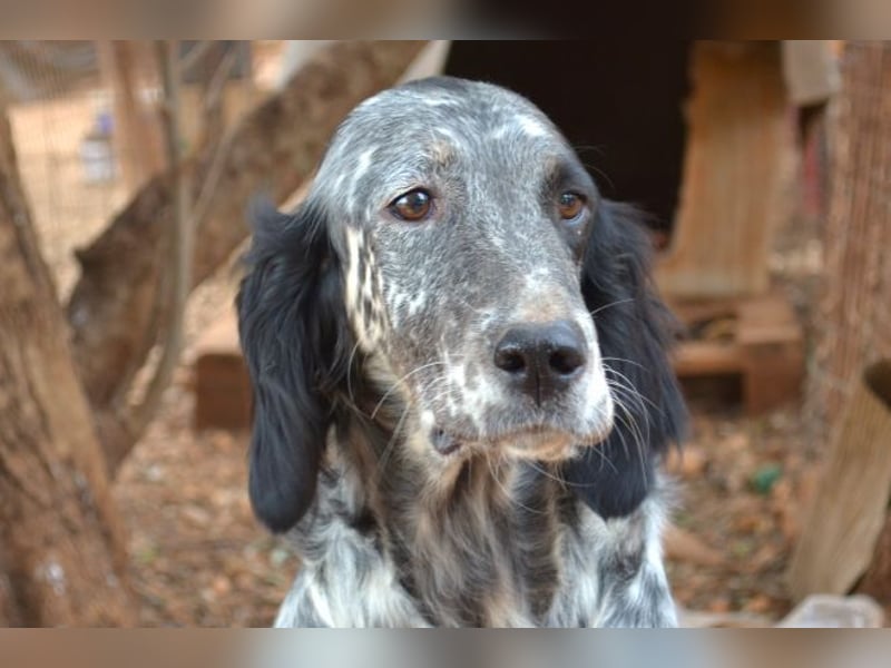 Elsa P. - sie war wahrscheinlich als Jagdhund untauglich und wurde ausgesetzt