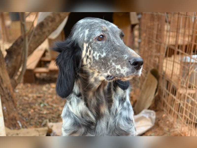 Elsa P. - sie war wahrscheinlich als Jagdhund untauglich und wurde ausgesetzt