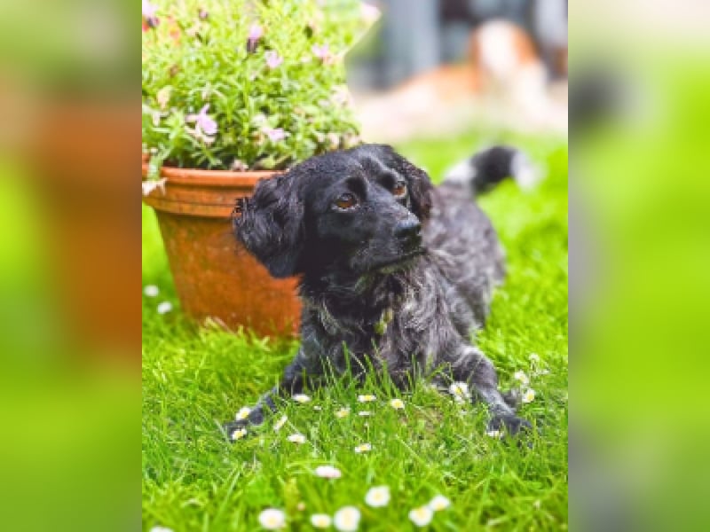 Milly - hat viele Talente