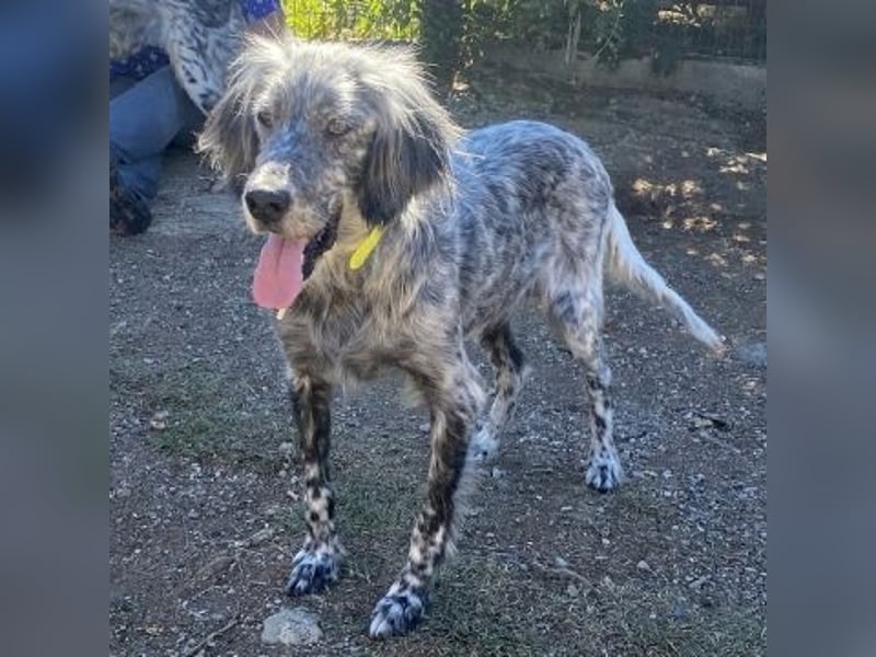 Nadine-liebe, verträgliche Setter-Mix-Hündin sucht ihre Familie
