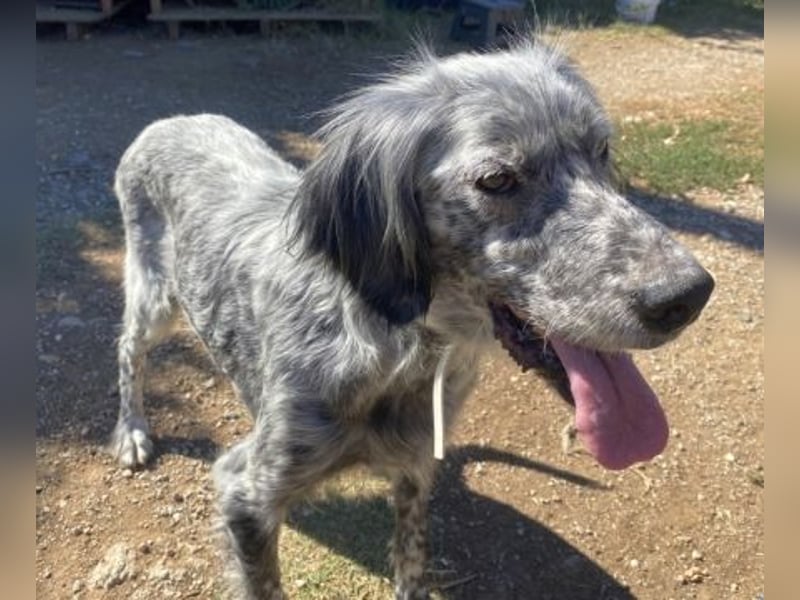 Nadine-liebe, verträgliche Setter-Mix-Hündin sucht ihre Familie